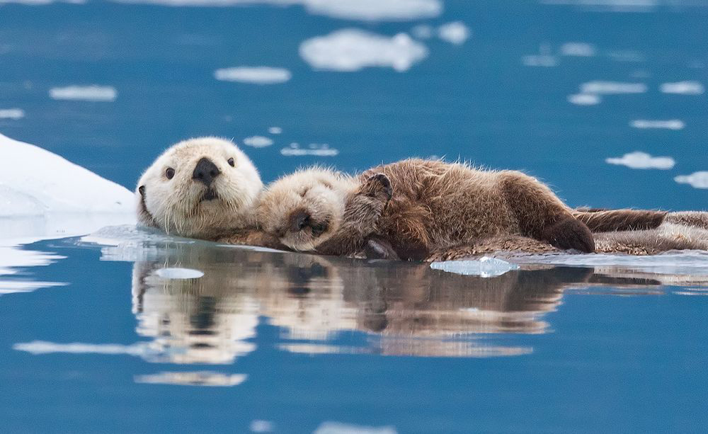 Toys，Shower Room，natural，lovely，Soap box，