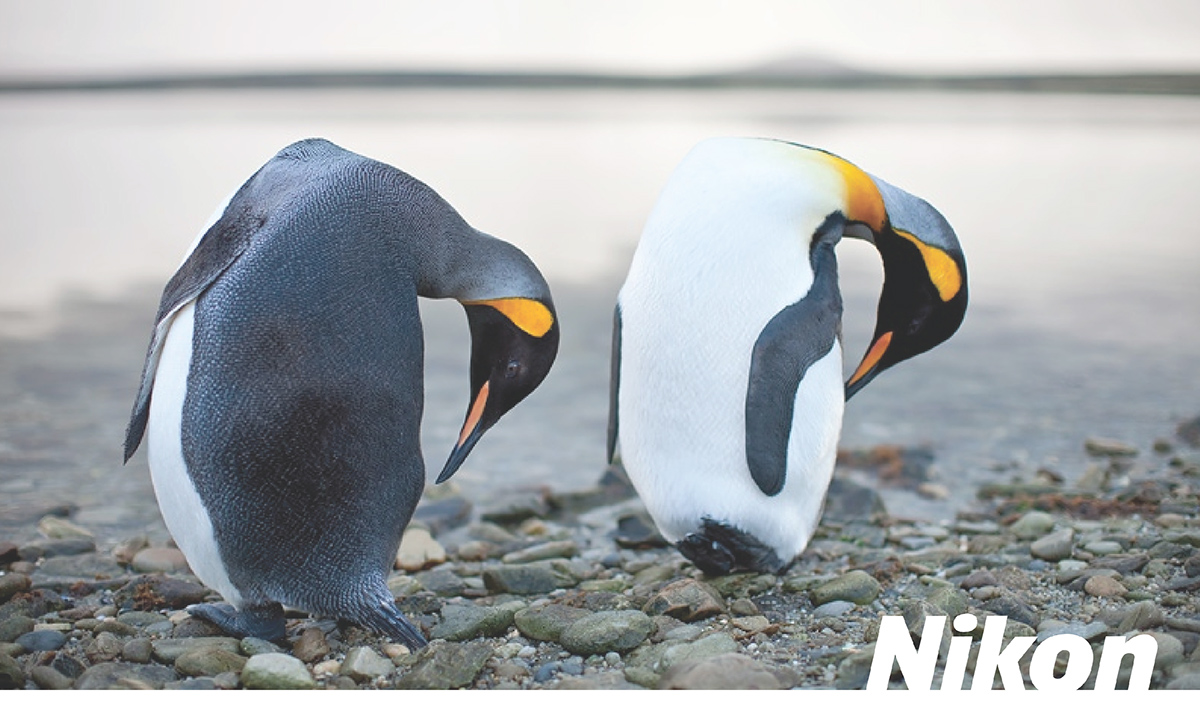 nikon,仿生,企鹅,产品设计