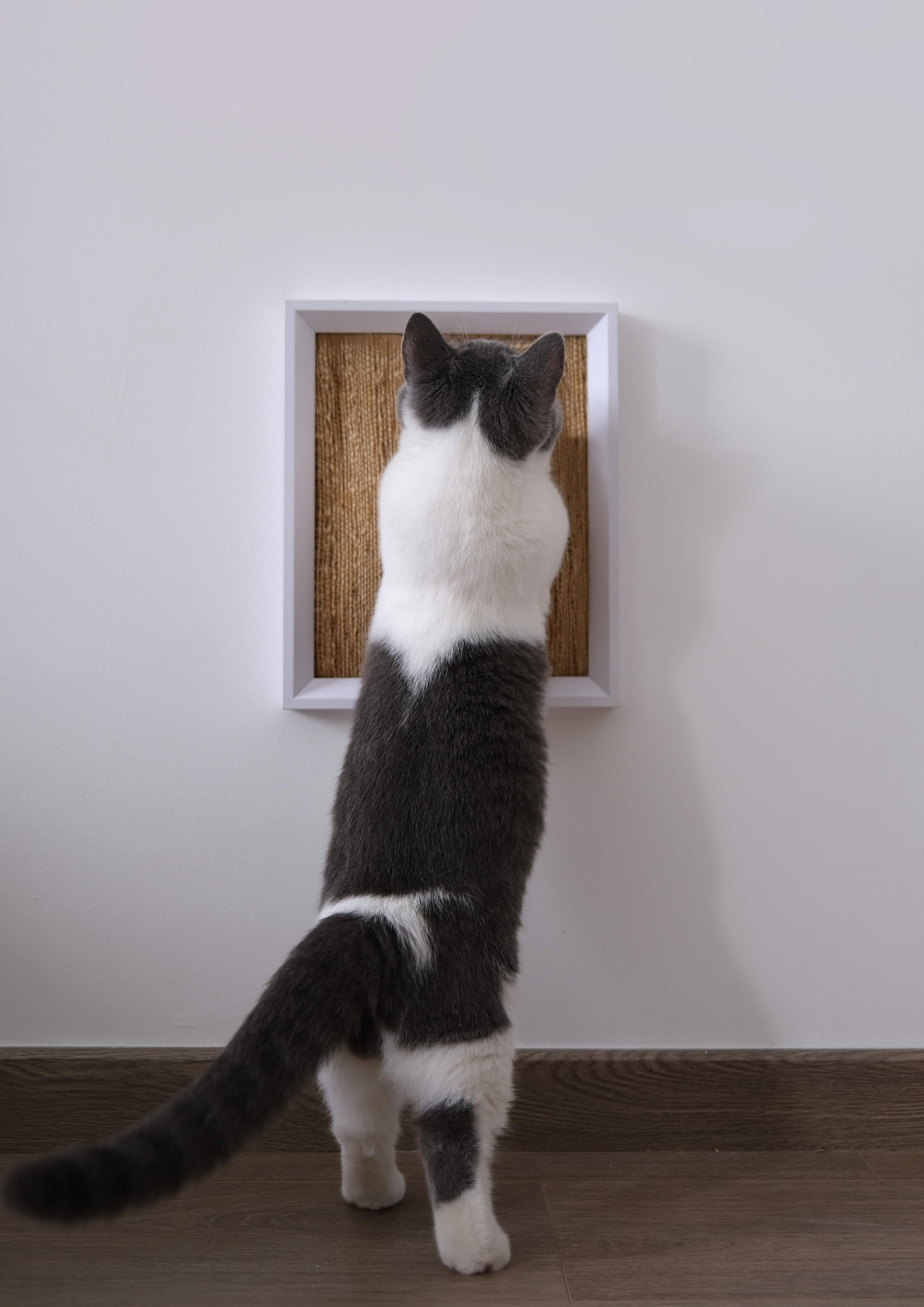 print，mark，Cat scratch board，process，