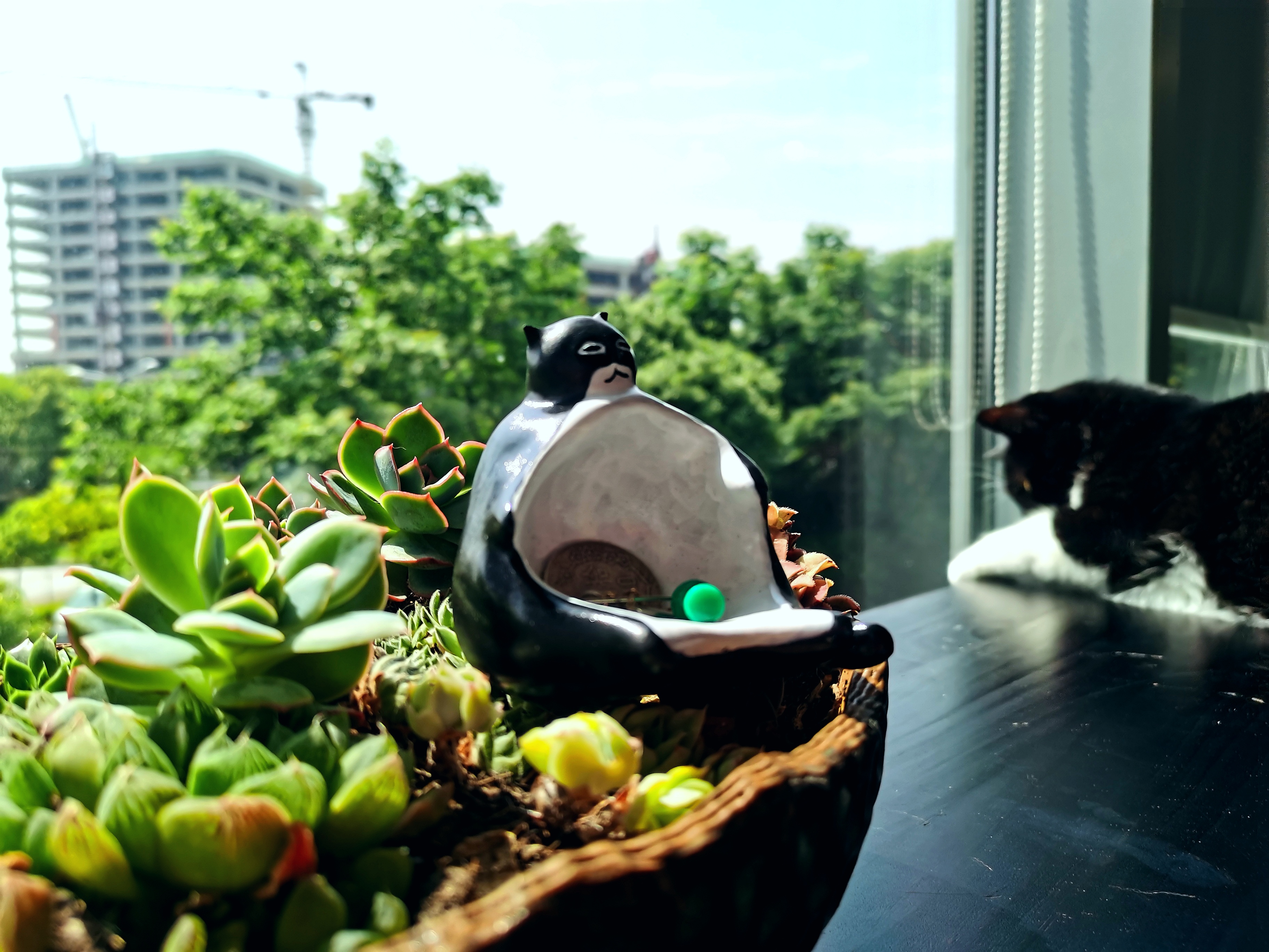 Design，Cultural creation，life style，cat，