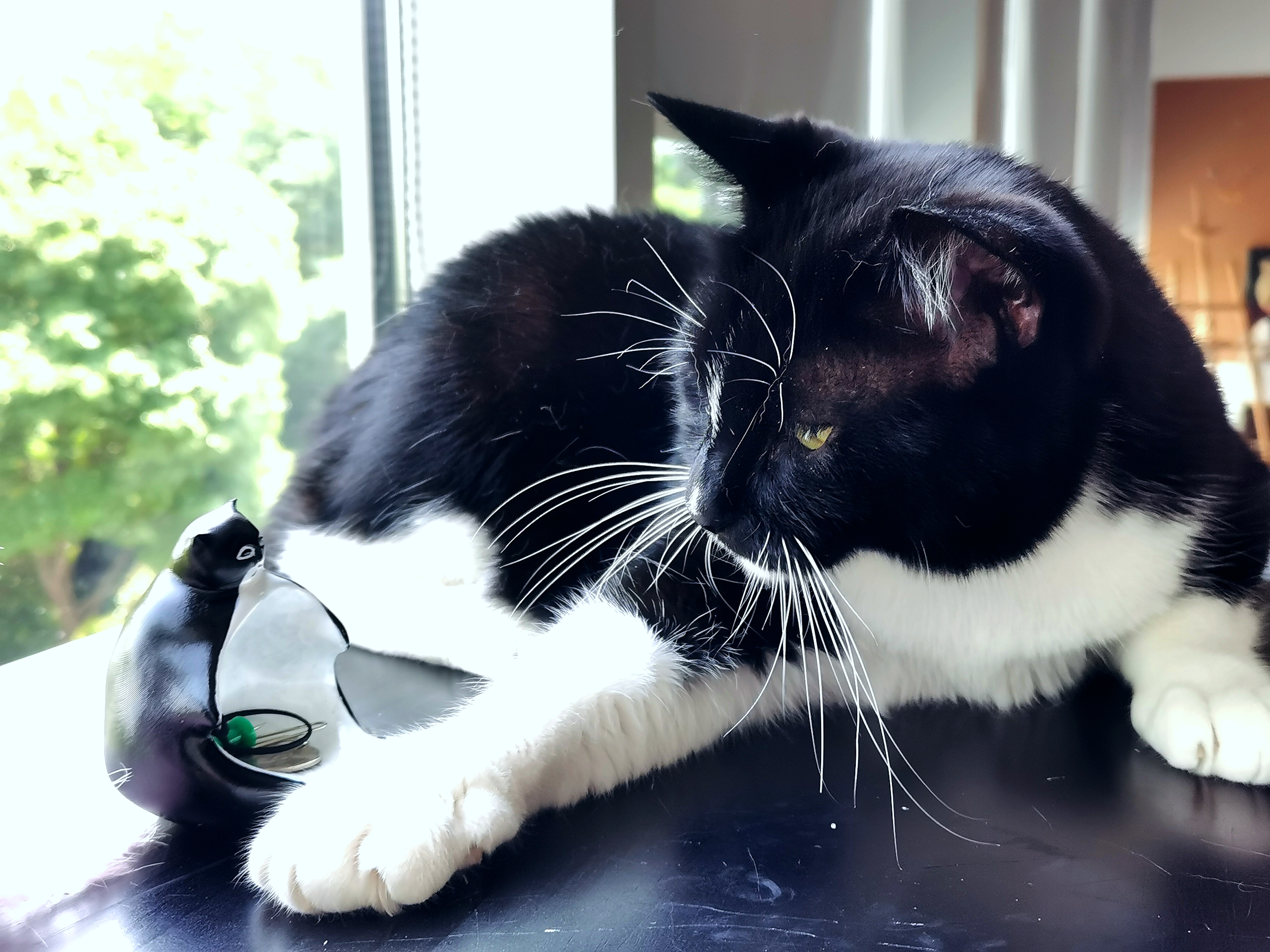 Design，Cultural creation，life style，cat，