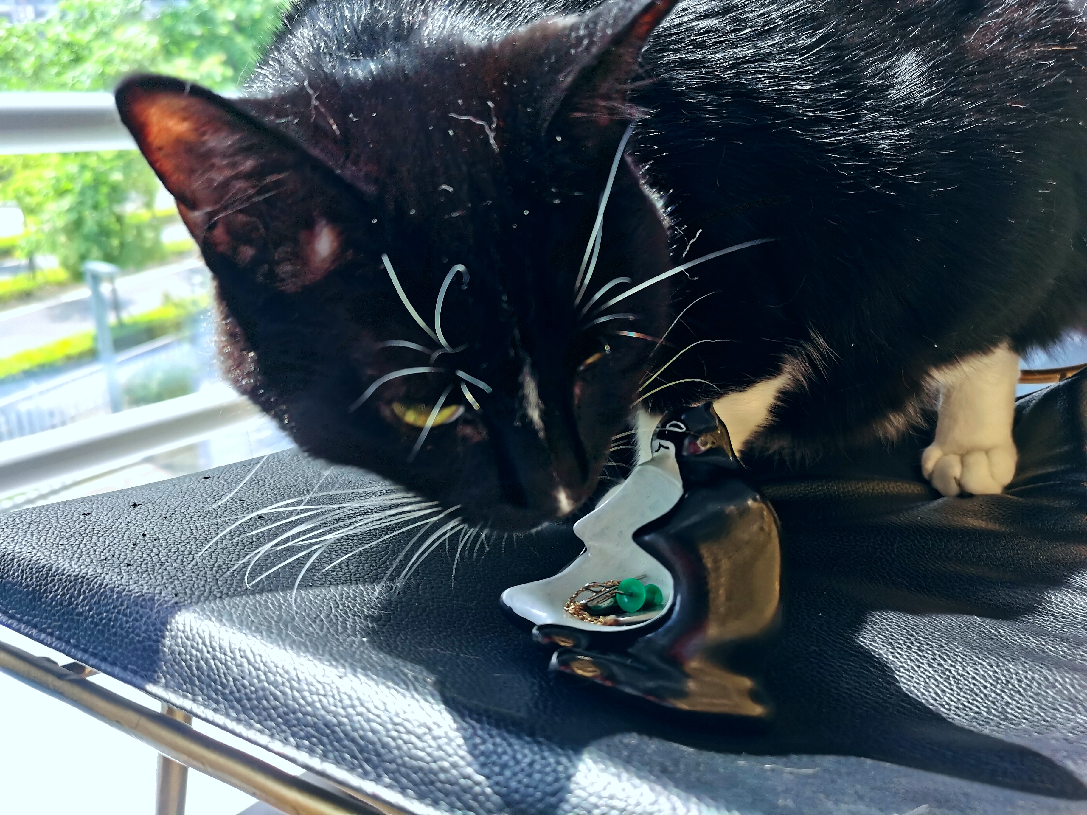 Design，Cultural creation，life style，cat，