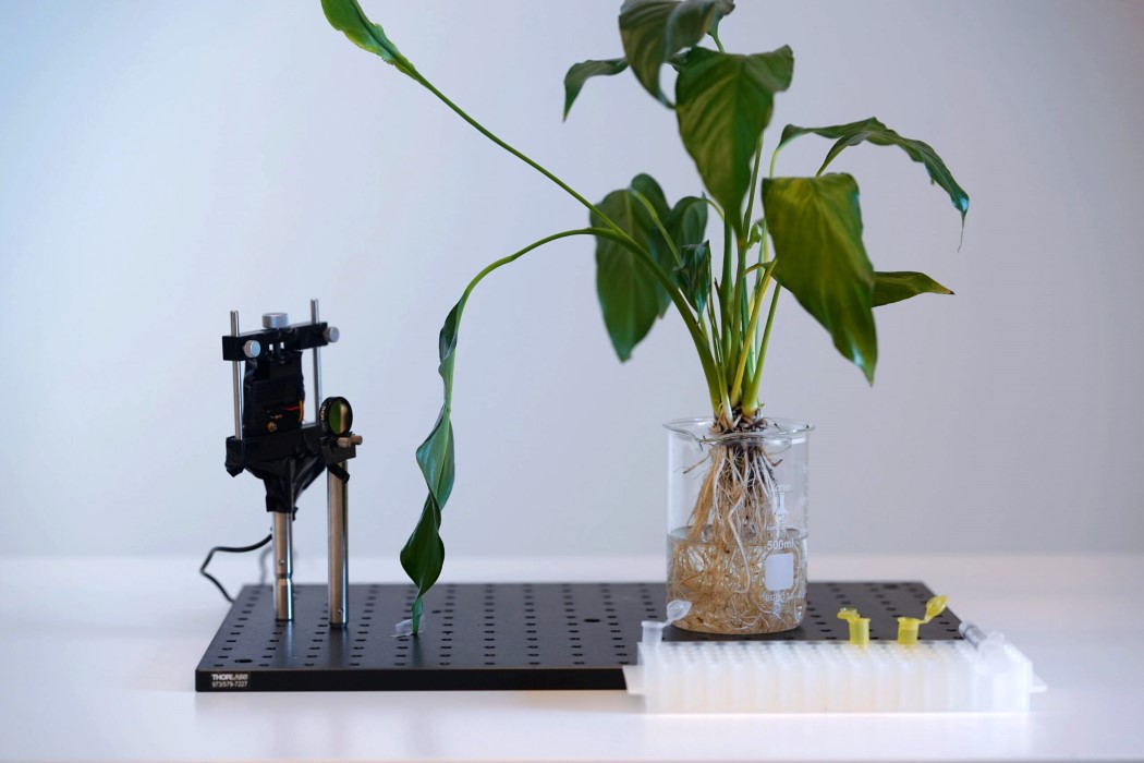 sensor，Botany，nanometer，