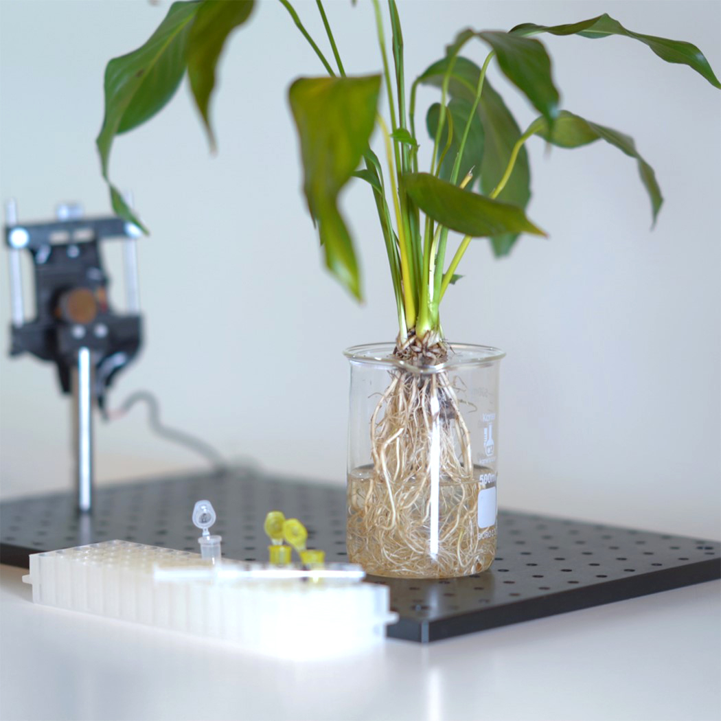 sensor，Botany，nanometer，