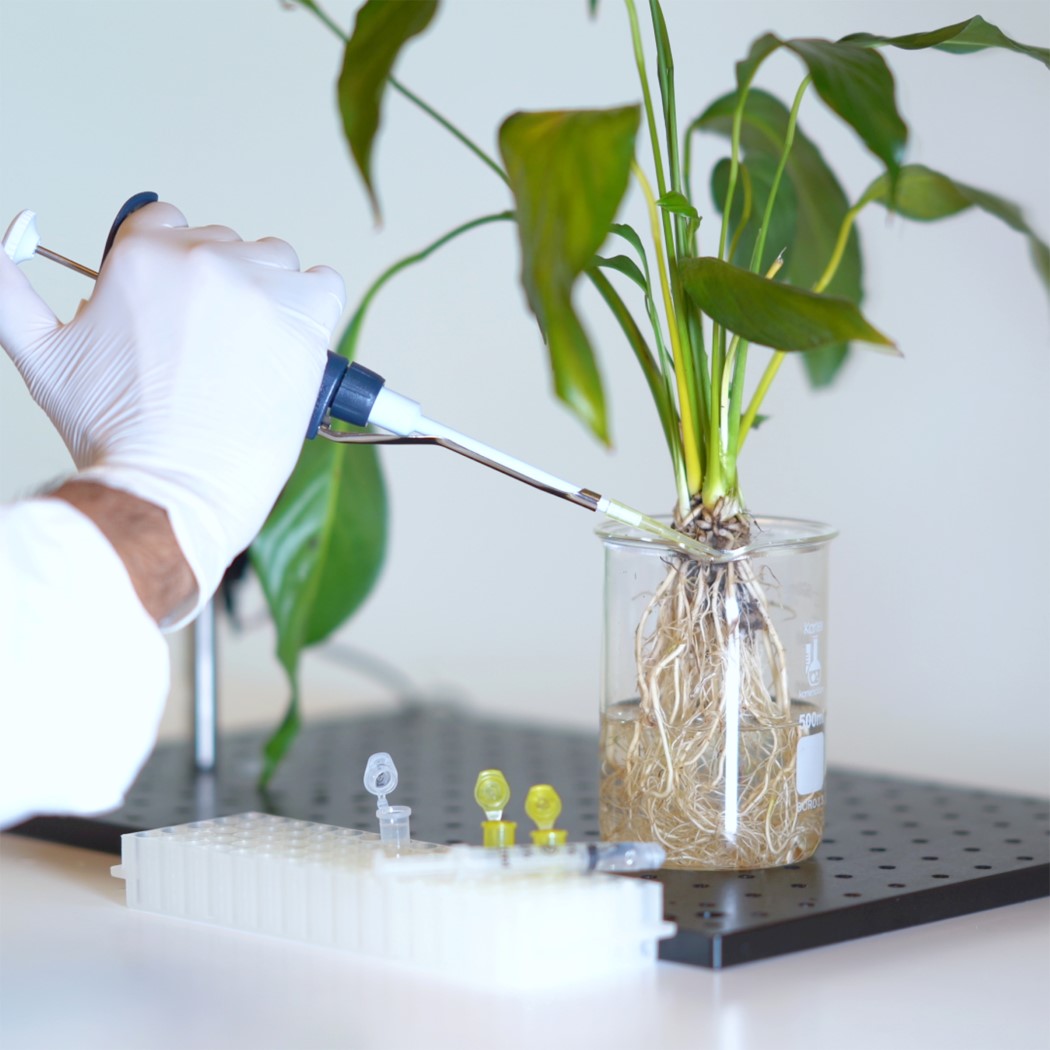 sensor，Botany，nanometer，