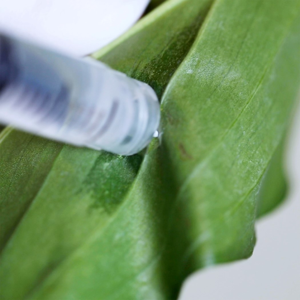 sensor，Botany，nanometer，