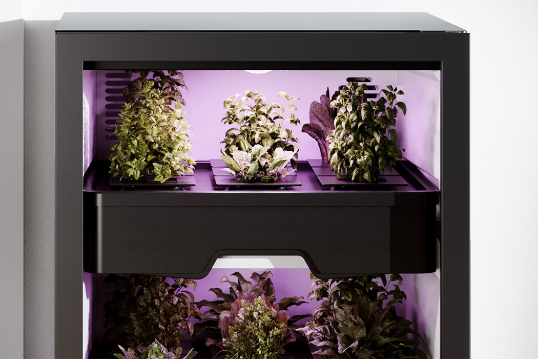 Botany，Vertical agriculture，indoor，