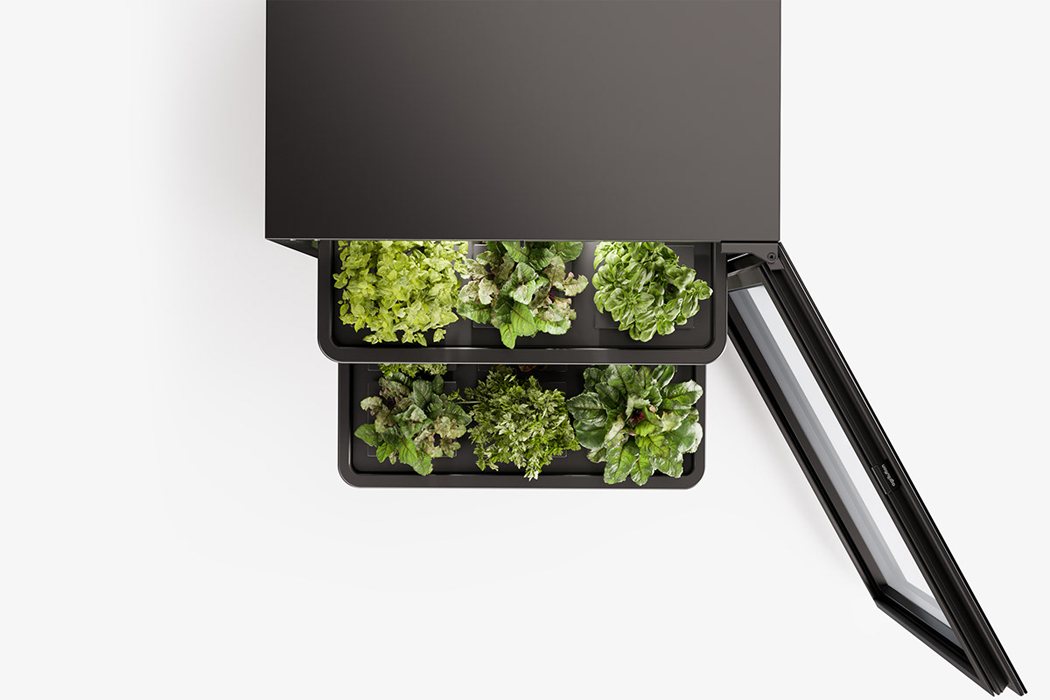 Botany，Vertical agriculture，indoor，