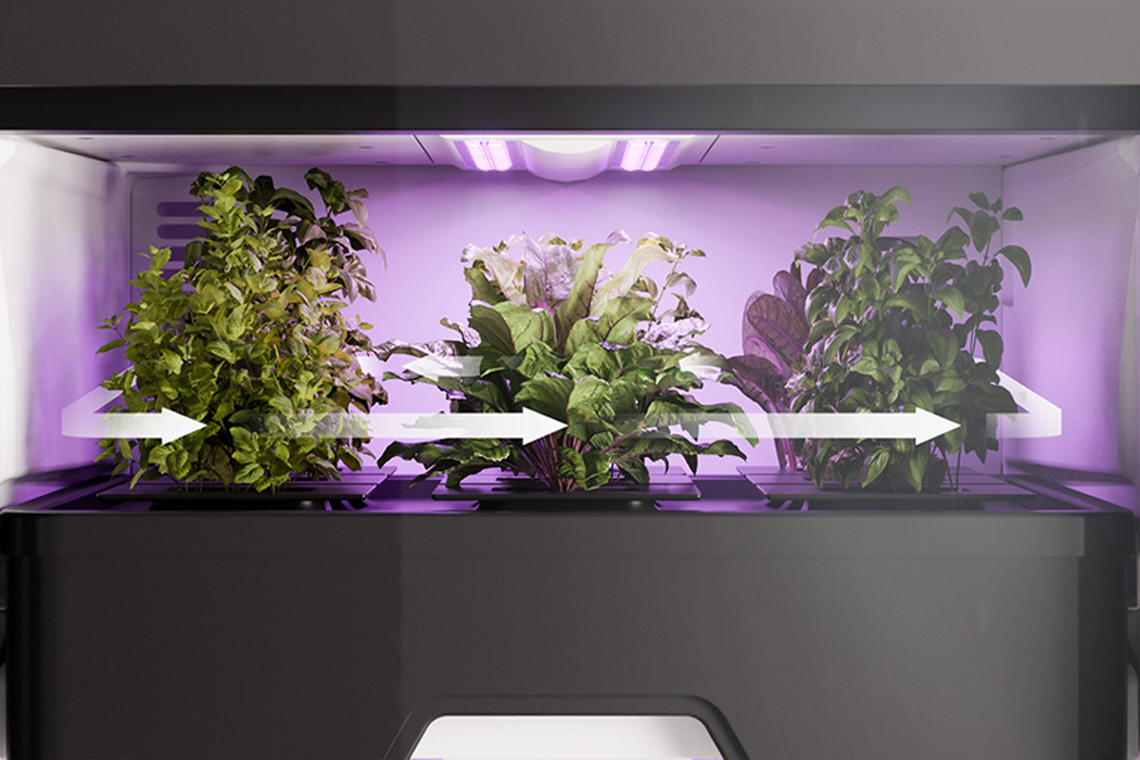 Botany，Vertical agriculture，indoor，