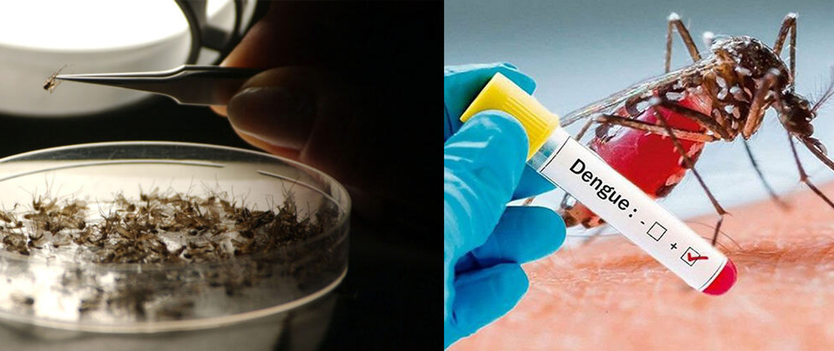 ultraviolet rays，UVA，Mosquito killing lamp，Night light，intelligence，