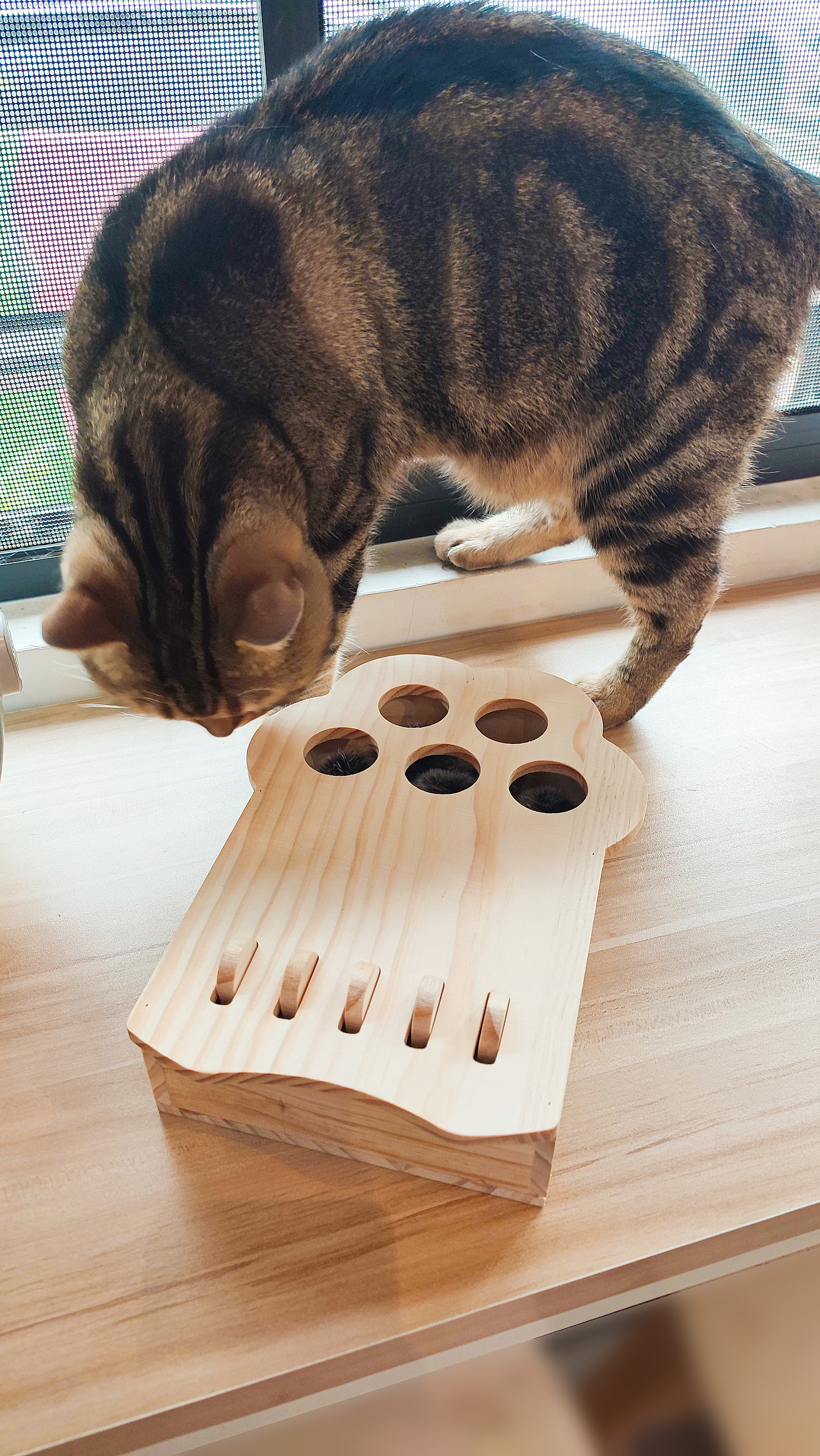 cat，Pets，Kitty，Meow，Toys，Whac-A-Mole，woodiness，interaction，