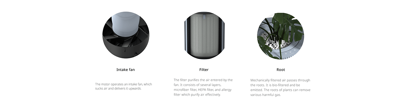 flower，air cleaner，Botany，