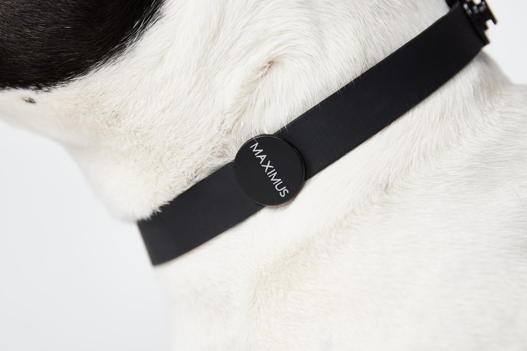 Pet products，DISPLAY，Pet equipment，product design，