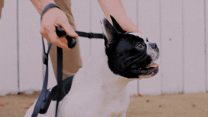 Pet products，DISPLAY，Pet equipment，product design，