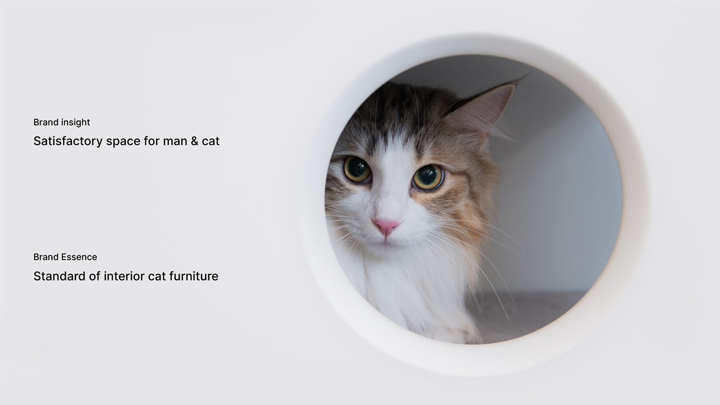 cat，furniture，Pets，