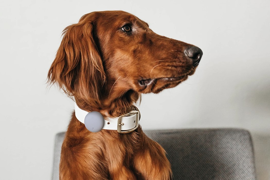 Pets，Table，camera，Pet nest，