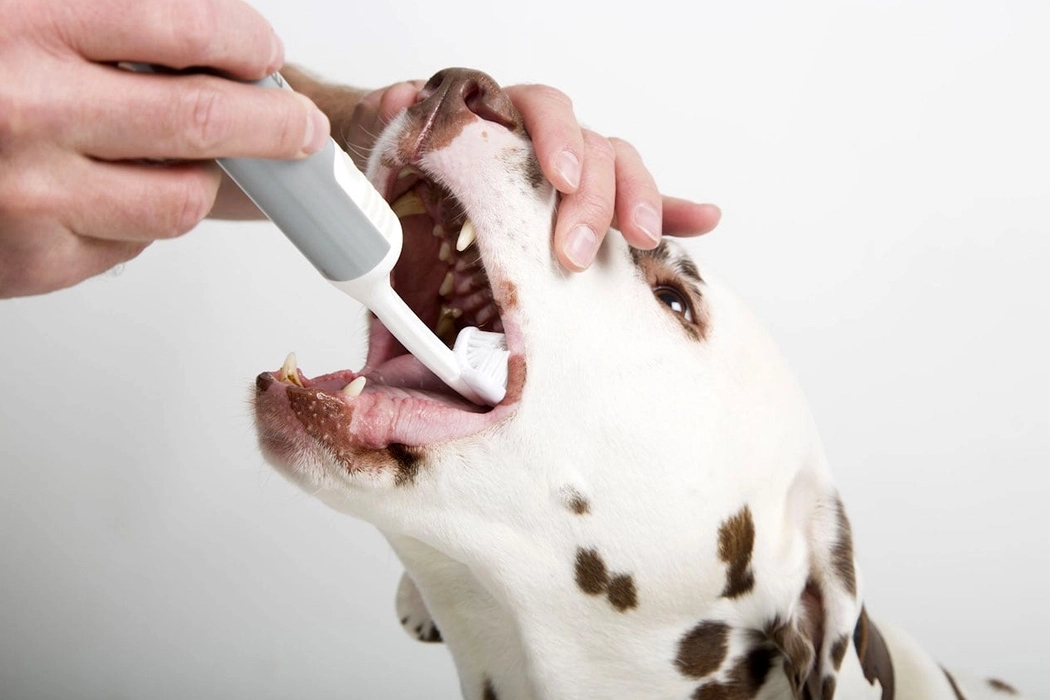 Pets，Table，camera，Pet nest，