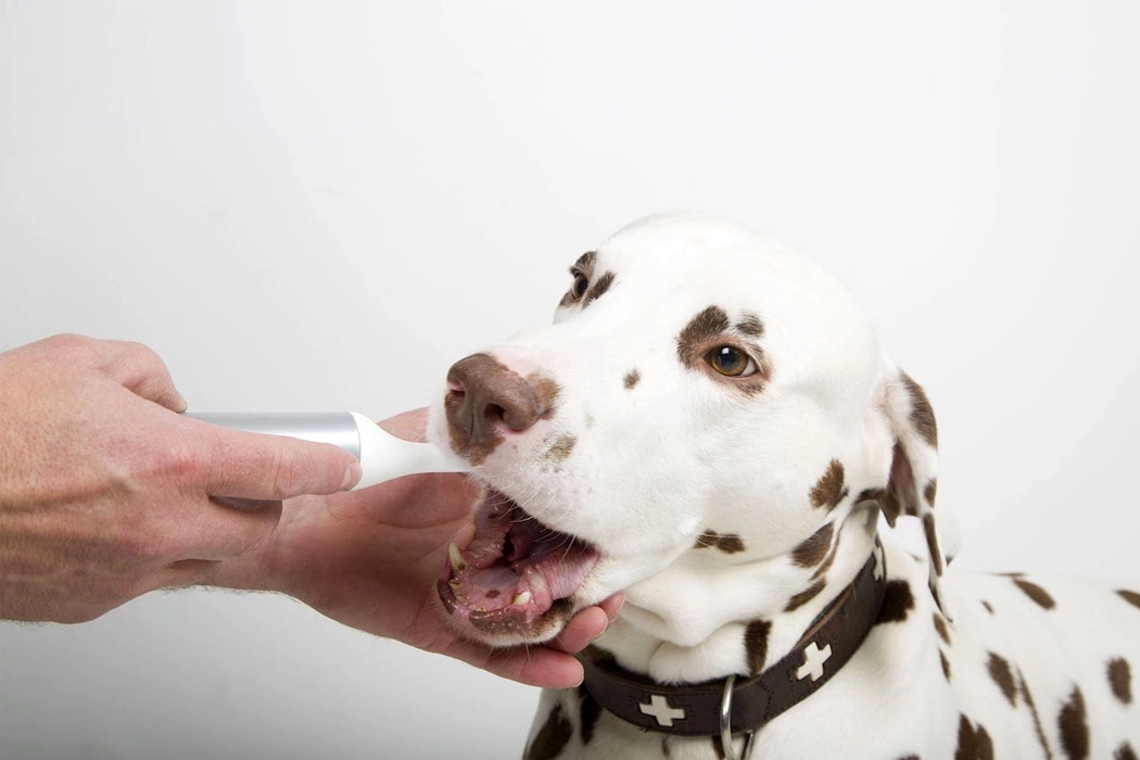 Pets，Table，camera，Pet nest，