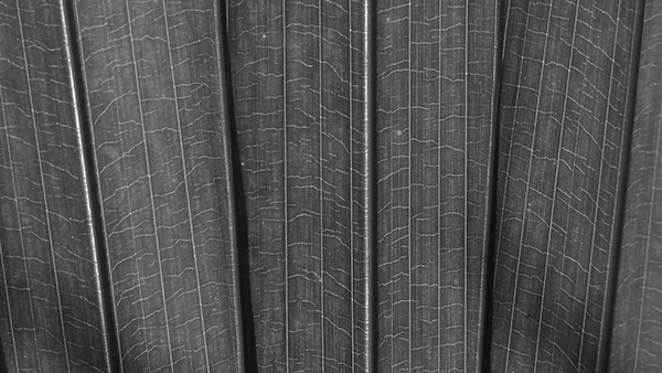 air cleaner，Natural gas，leaf，