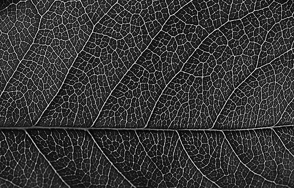 air cleaner，Natural gas，leaf，