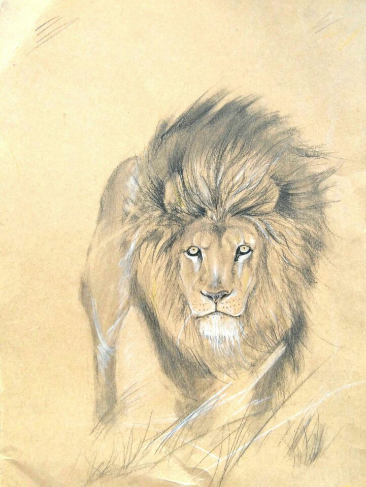 marker pen，automobile，animal，Hand drawn，