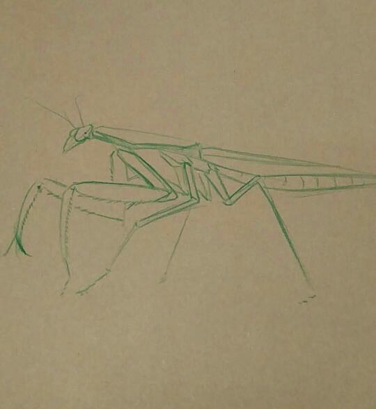 marker pen，automobile，animal，Hand drawn，