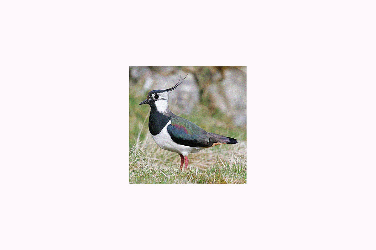 Lapwing Kettle，拉平壶，水壶，