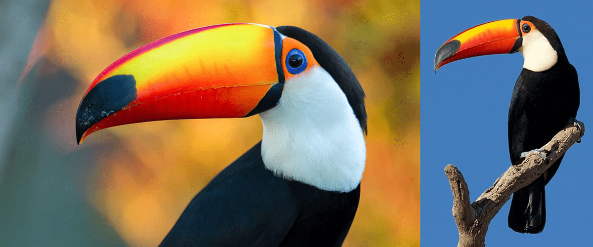 touch，Garden sprinkler，Toucan，