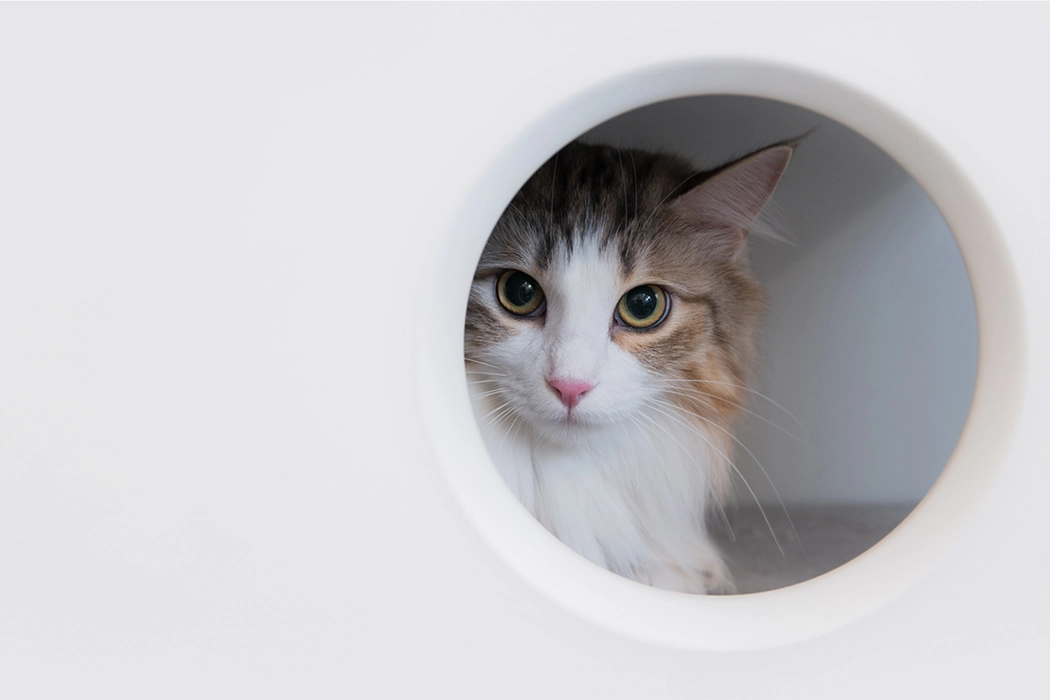 geometry，Cat nest，Pet furniture，