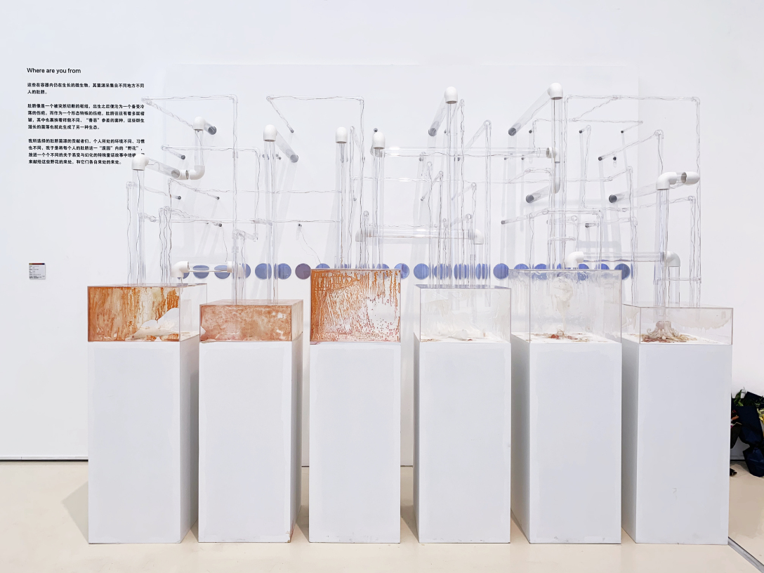 School of design, Central Academy of Fine Arts，Graduation exhibition，biotechnology，