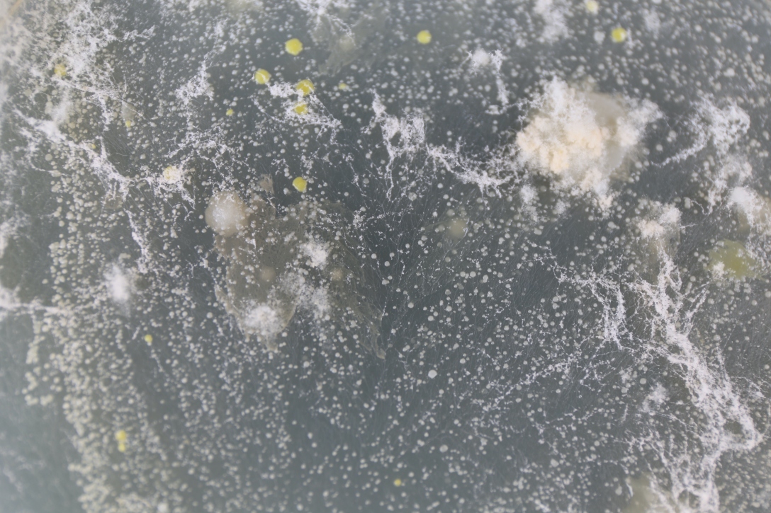 School of design, Central Academy of Fine Arts，Graduation exhibition，biotechnology，