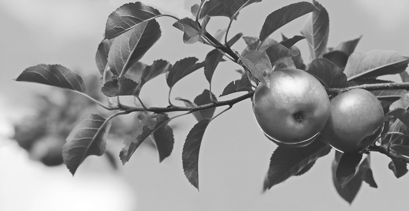 存钱罐,创意,fruition,家居摆件