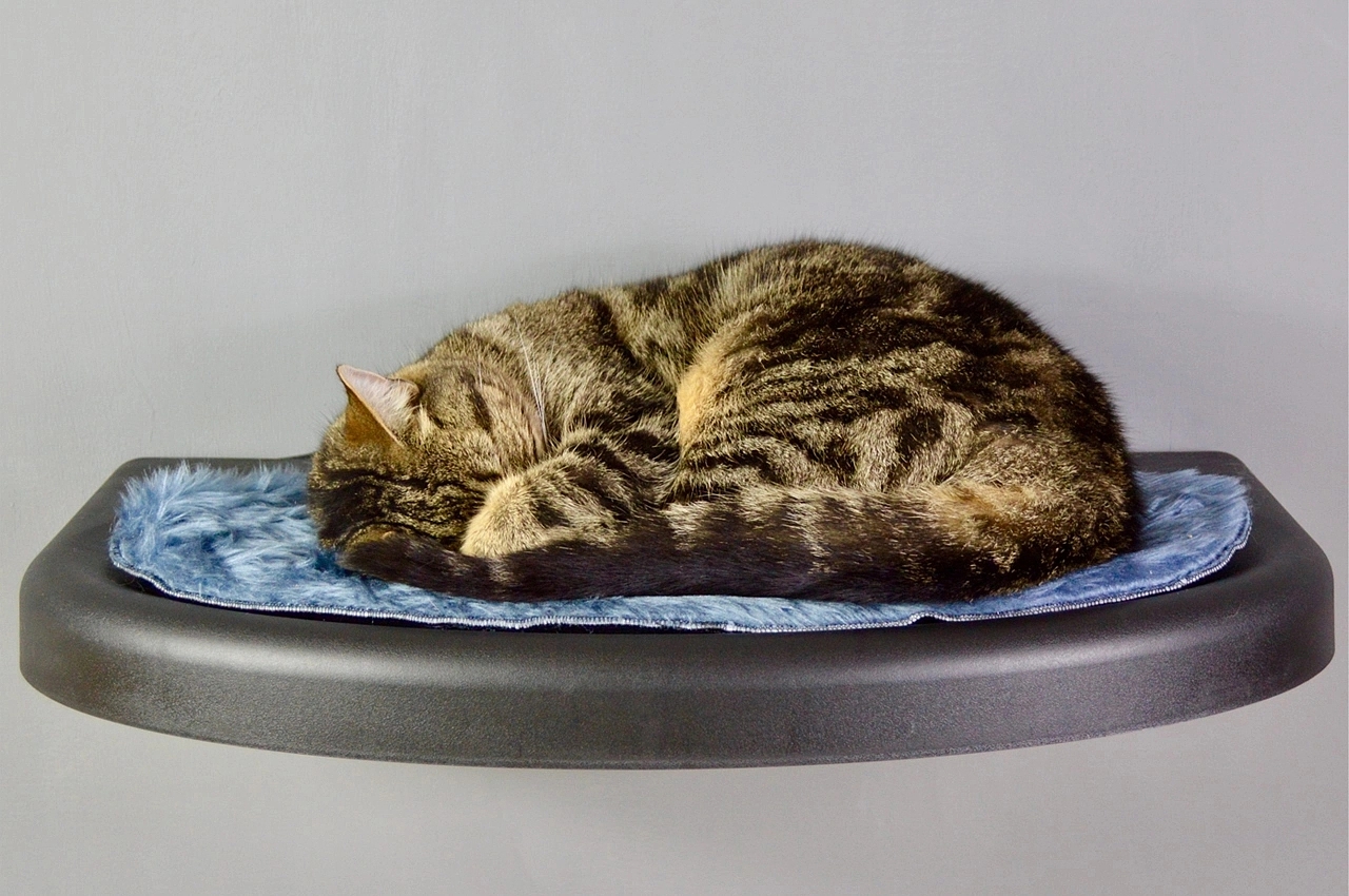 Wall mounted，sustainable，Cat toys，Climbing frame，
