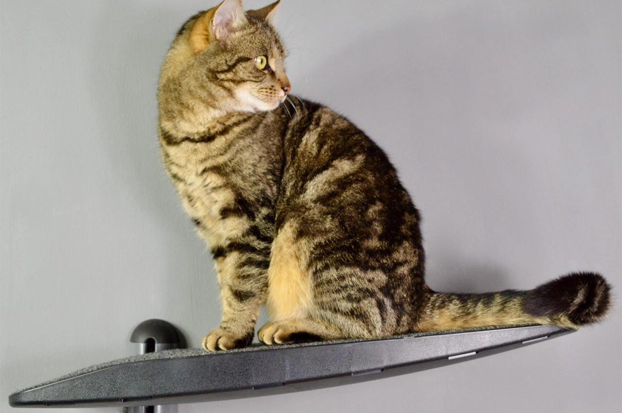 Wall mounted，sustainable，Cat toys，Climbing frame，