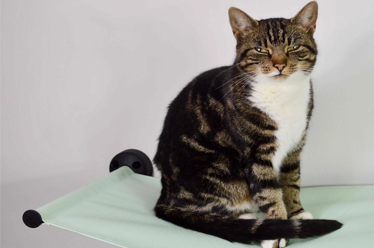 Wall mounted，sustainable，Cat toys，Climbing frame，