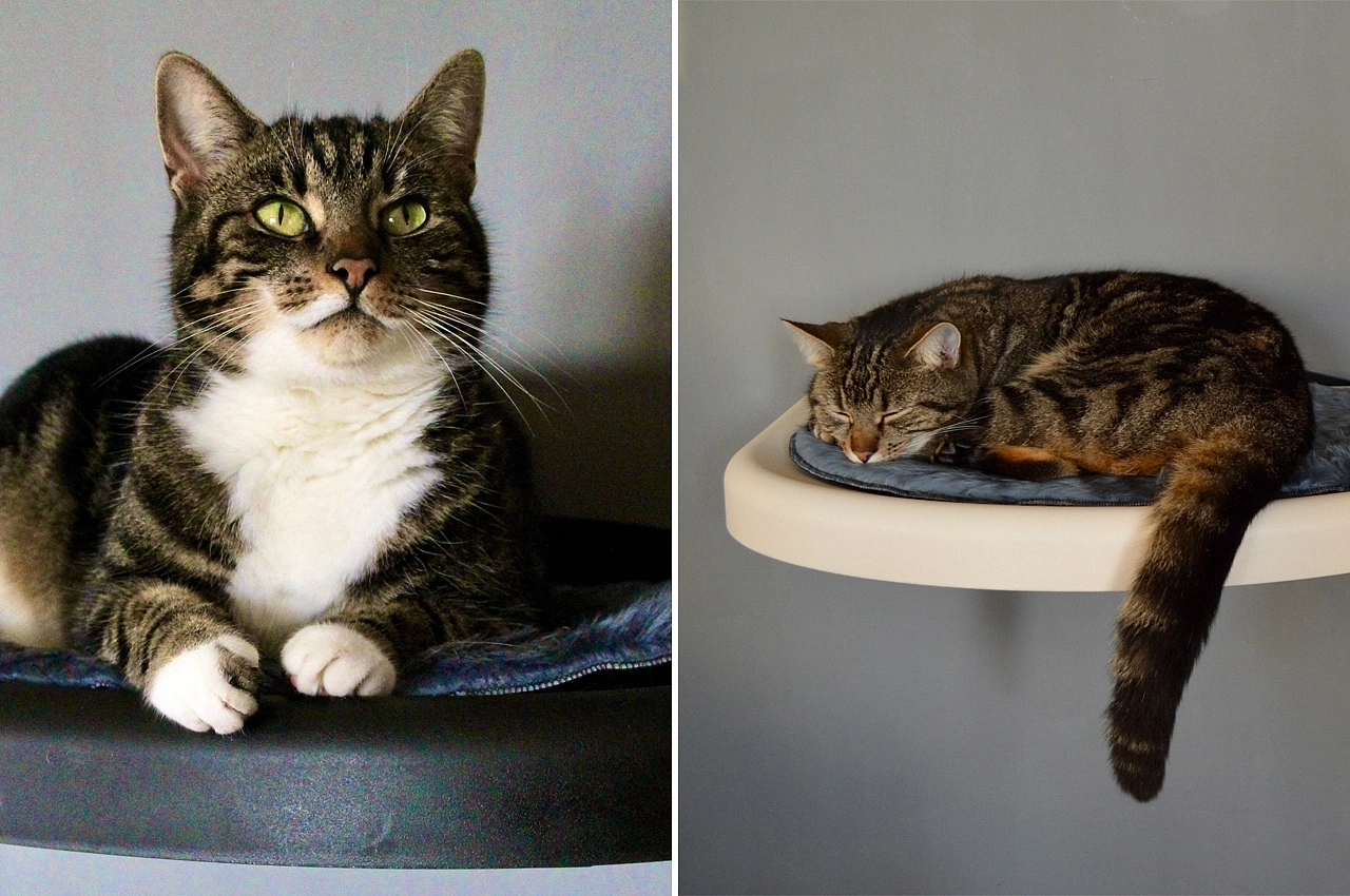 Wall mounted，sustainable，Cat toys，Climbing frame，