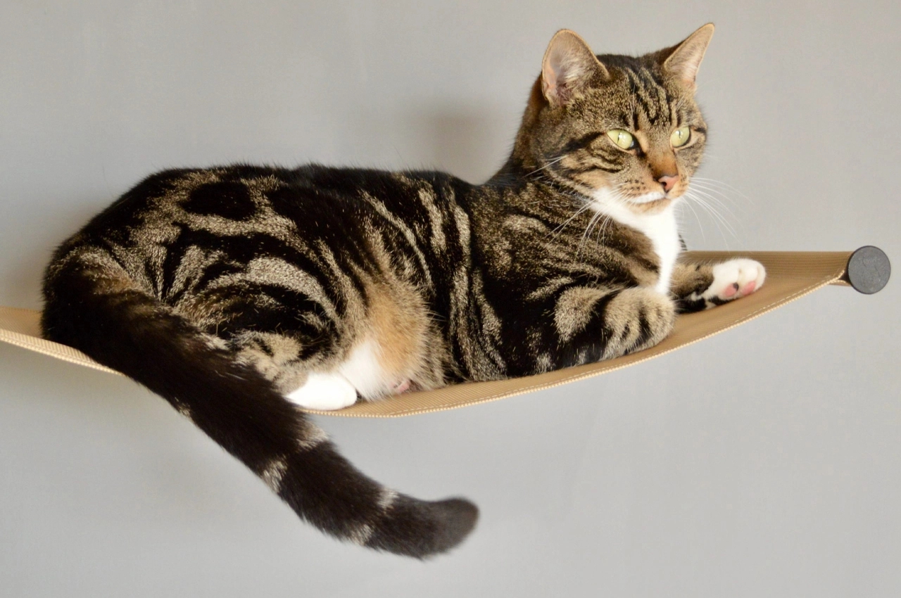 Wall mounted，sustainable，Cat toys，Climbing frame，