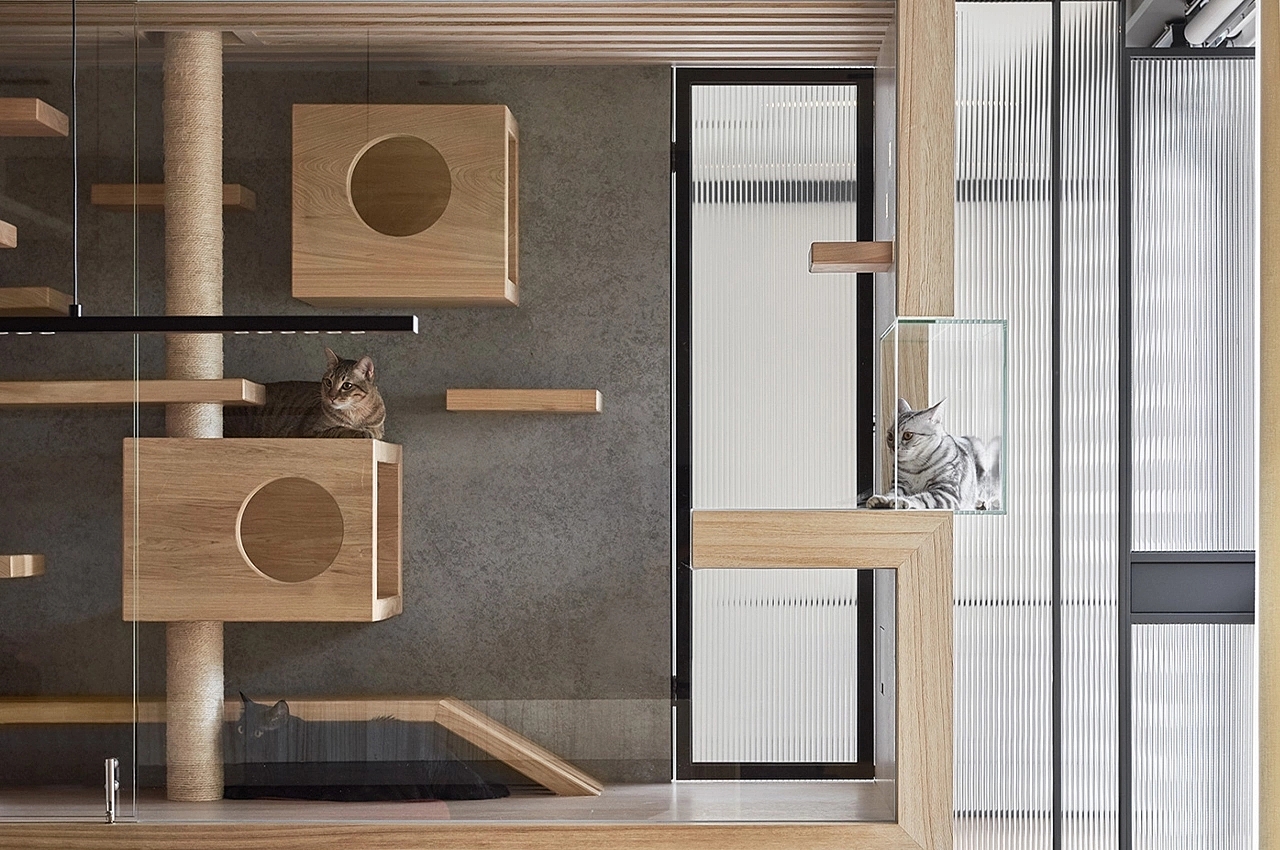 apartment，Glass cabin，cat，
