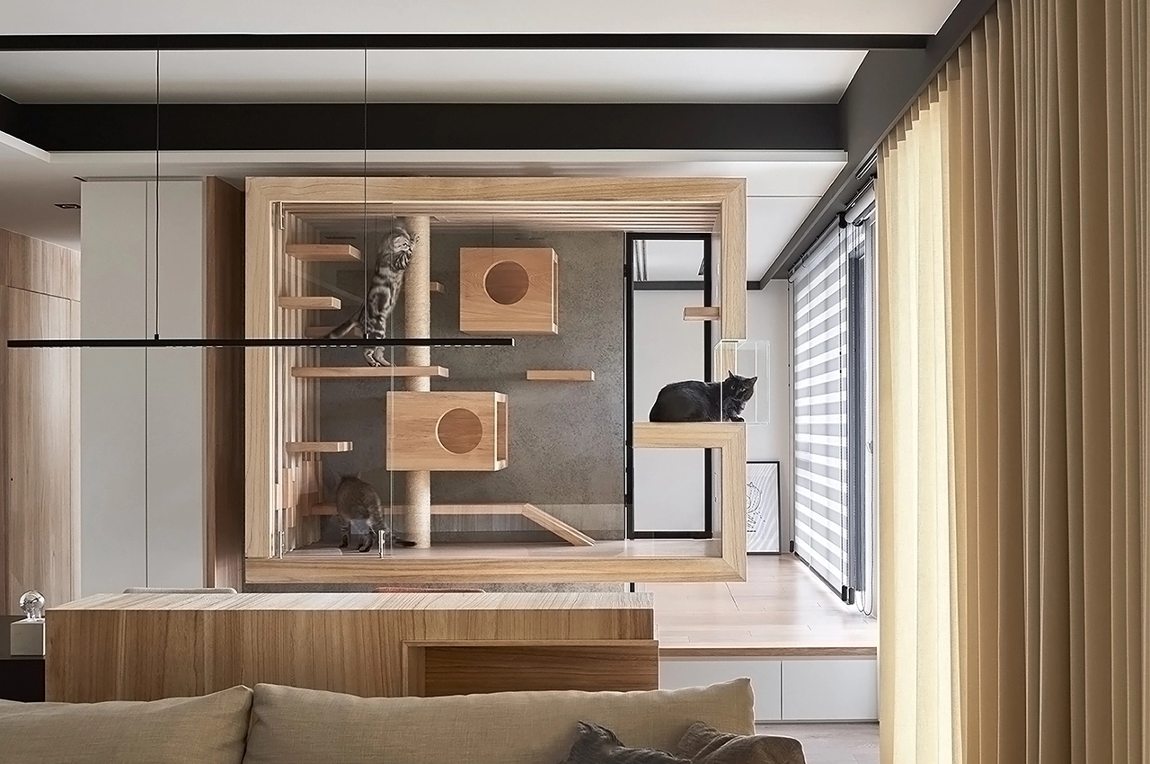 apartment，Glass cabin，cat，