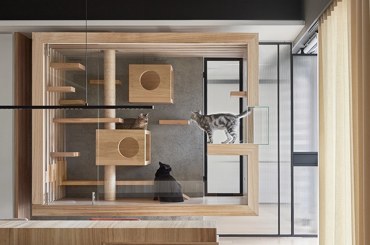 apartment，Glass cabin，cat，