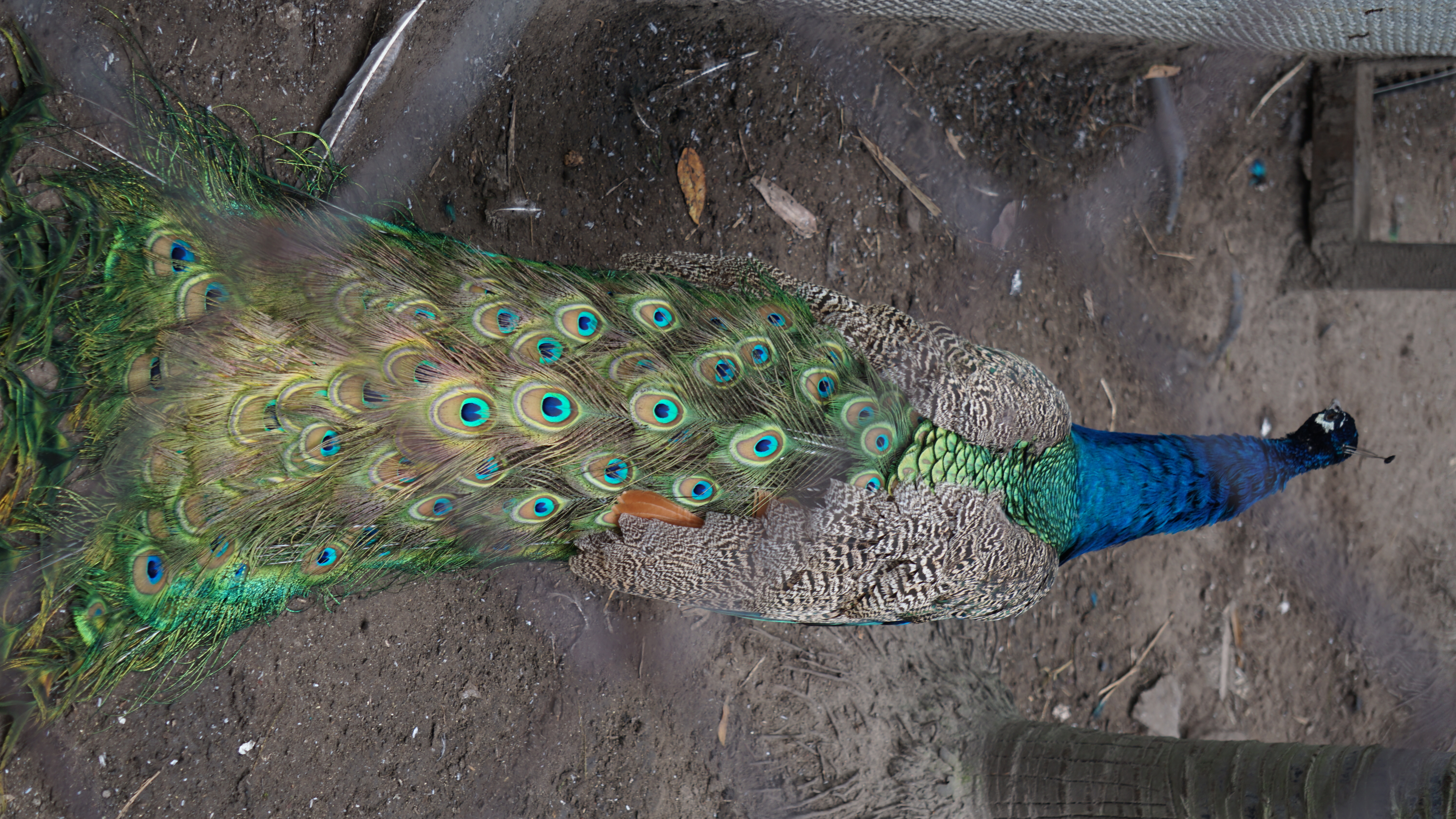 Cultural creation，Yunnan，bowl，Spoon，peacock，Travel，Keepsake，scenery，