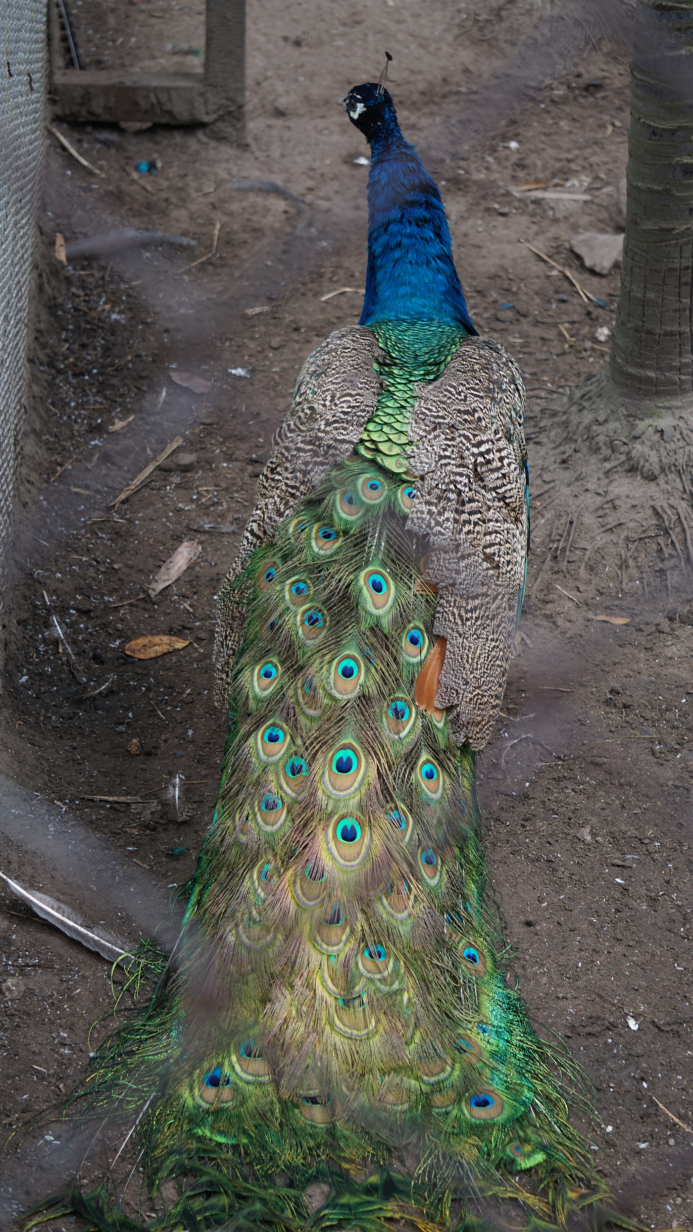 Cultural creation，Yunnan，bowl，Spoon，peacock，Travel，Keepsake，scenery，