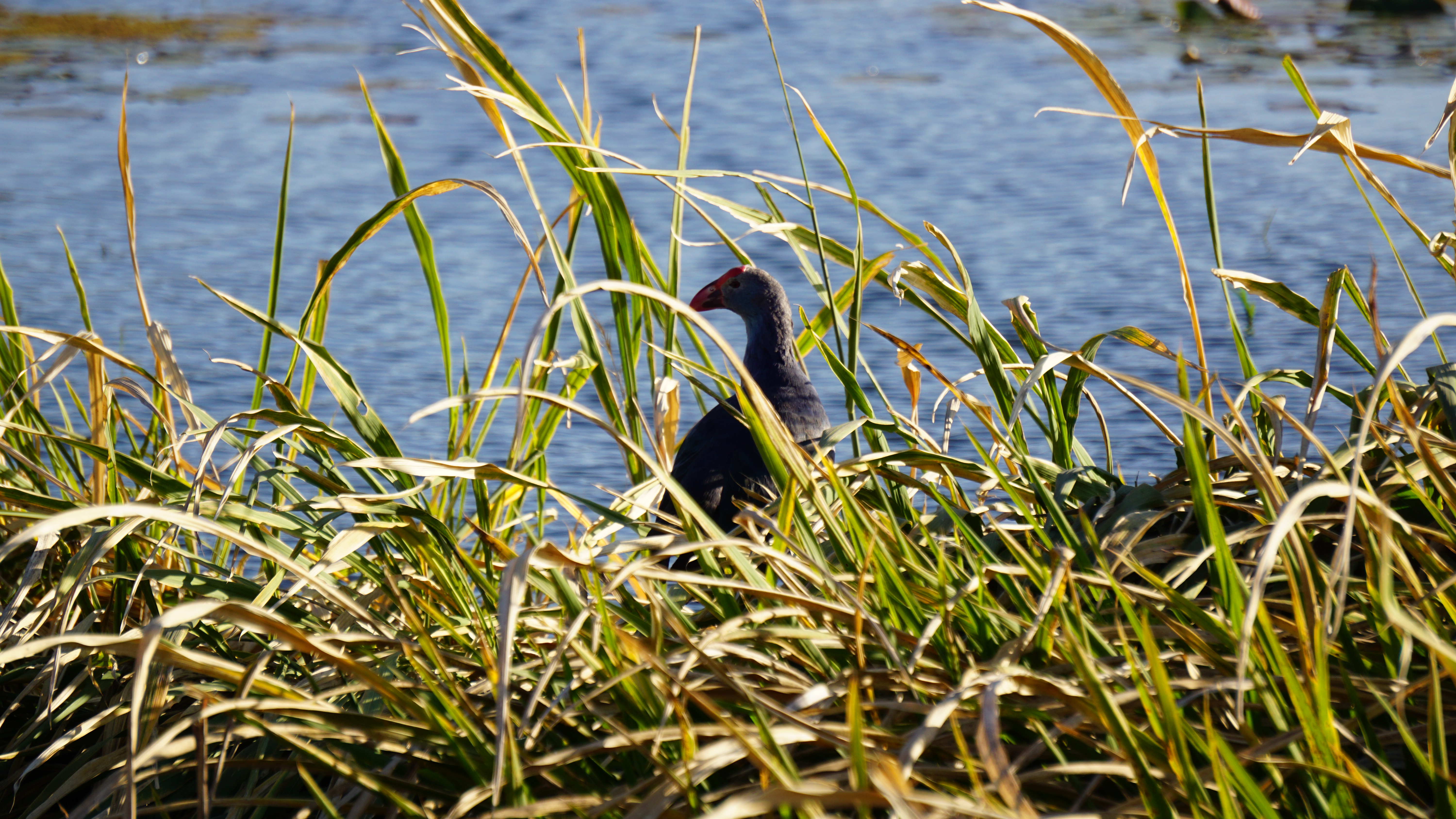 Cultural creation，Yunnan，bowl，Spoon，peacock，Travel，Keepsake，scenery，