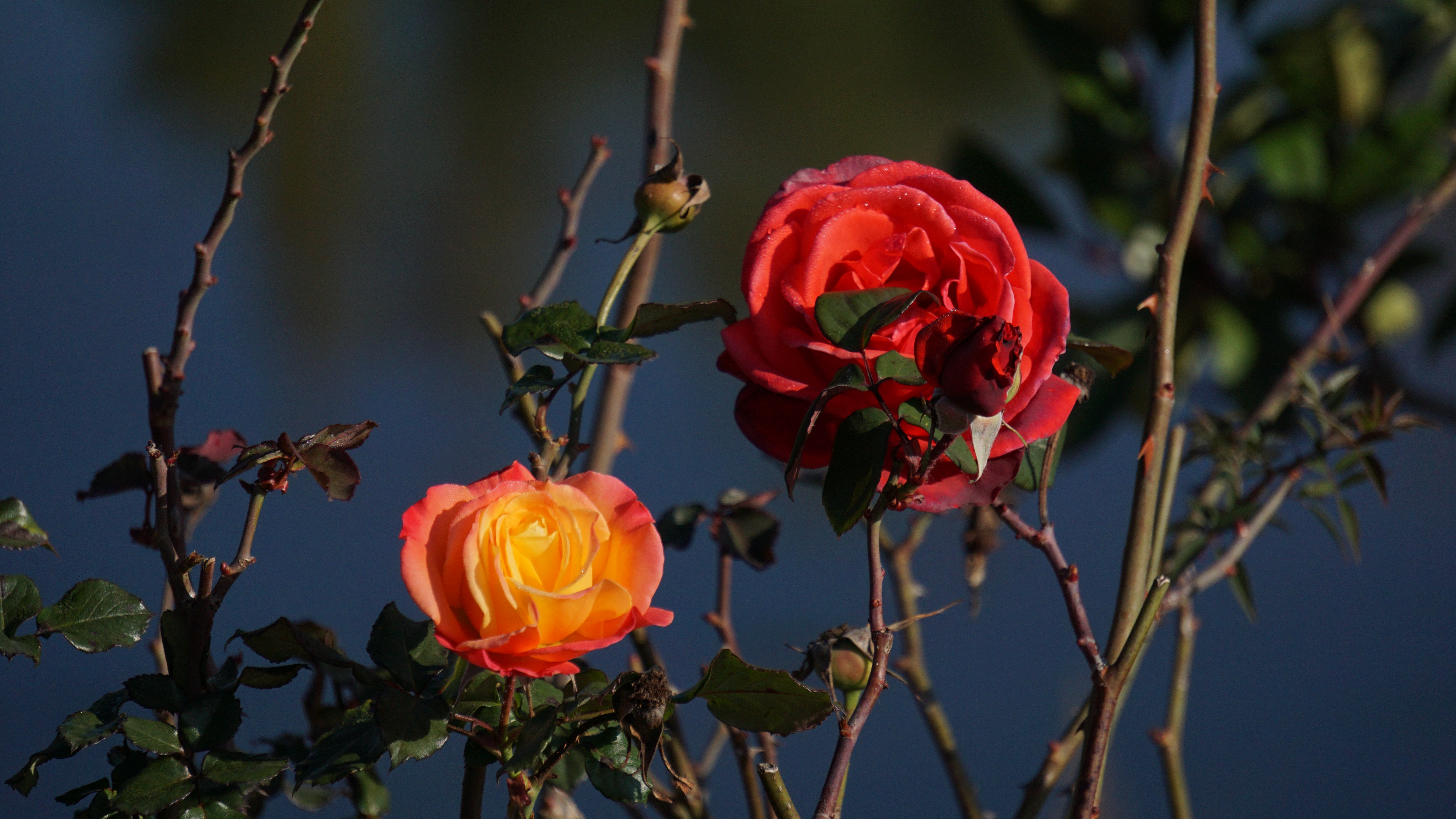 Cultural creation，Yunnan，bowl，Spoon，peacock，Travel，Keepsake，scenery，