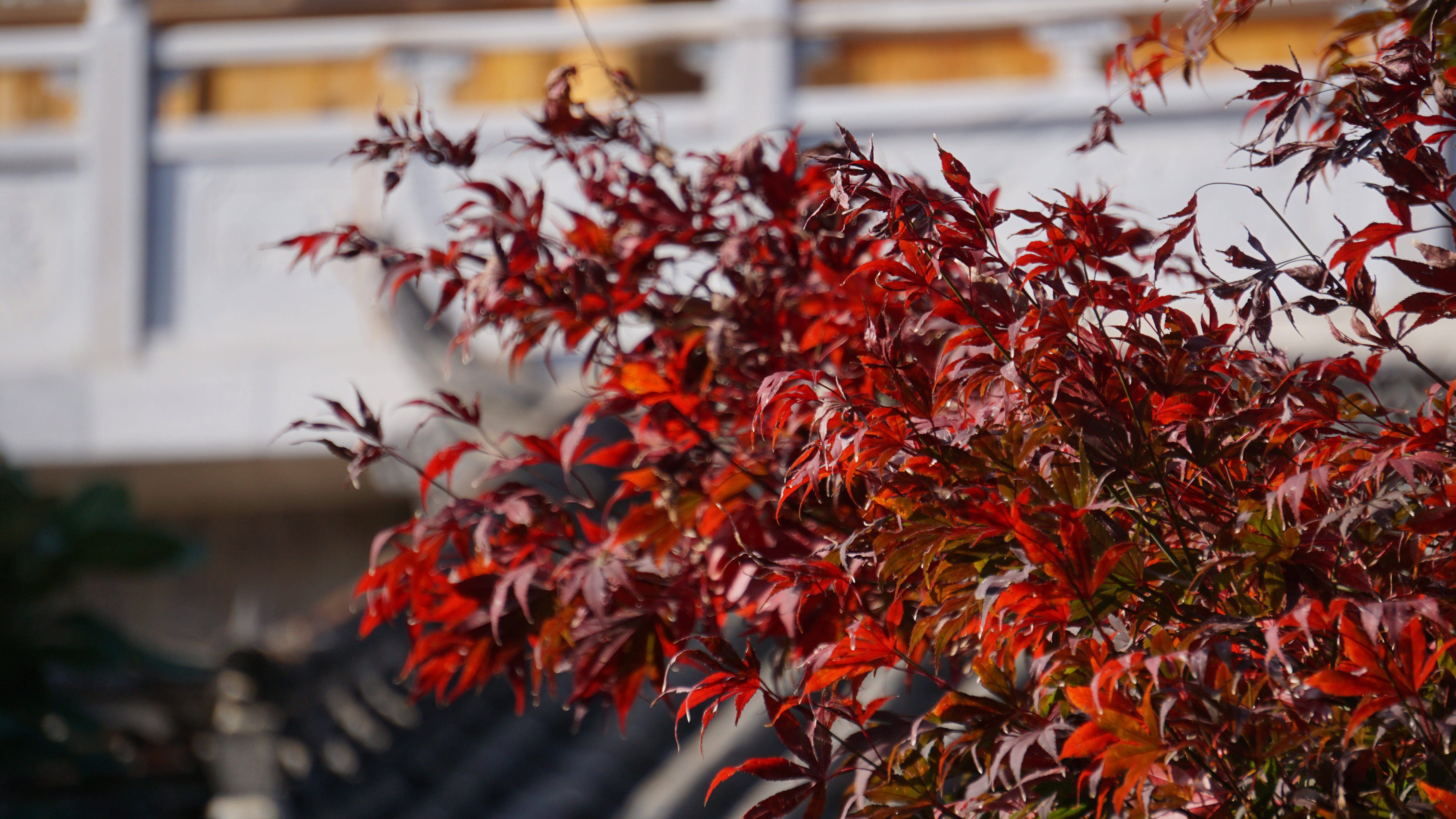 Cultural creation，Yunnan，bowl，Spoon，peacock，Travel，Keepsake，scenery，