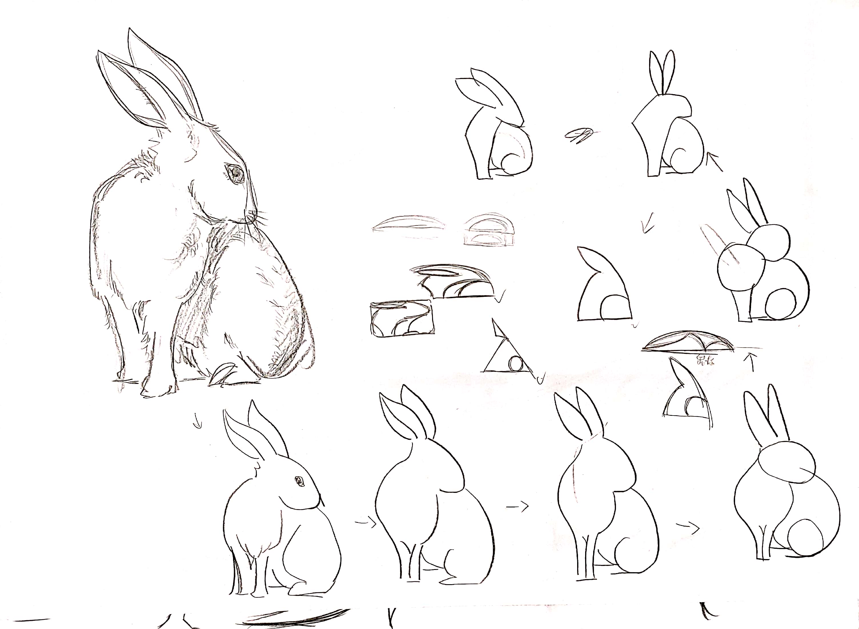 bionics，animal，modelling，household electrical appliances，