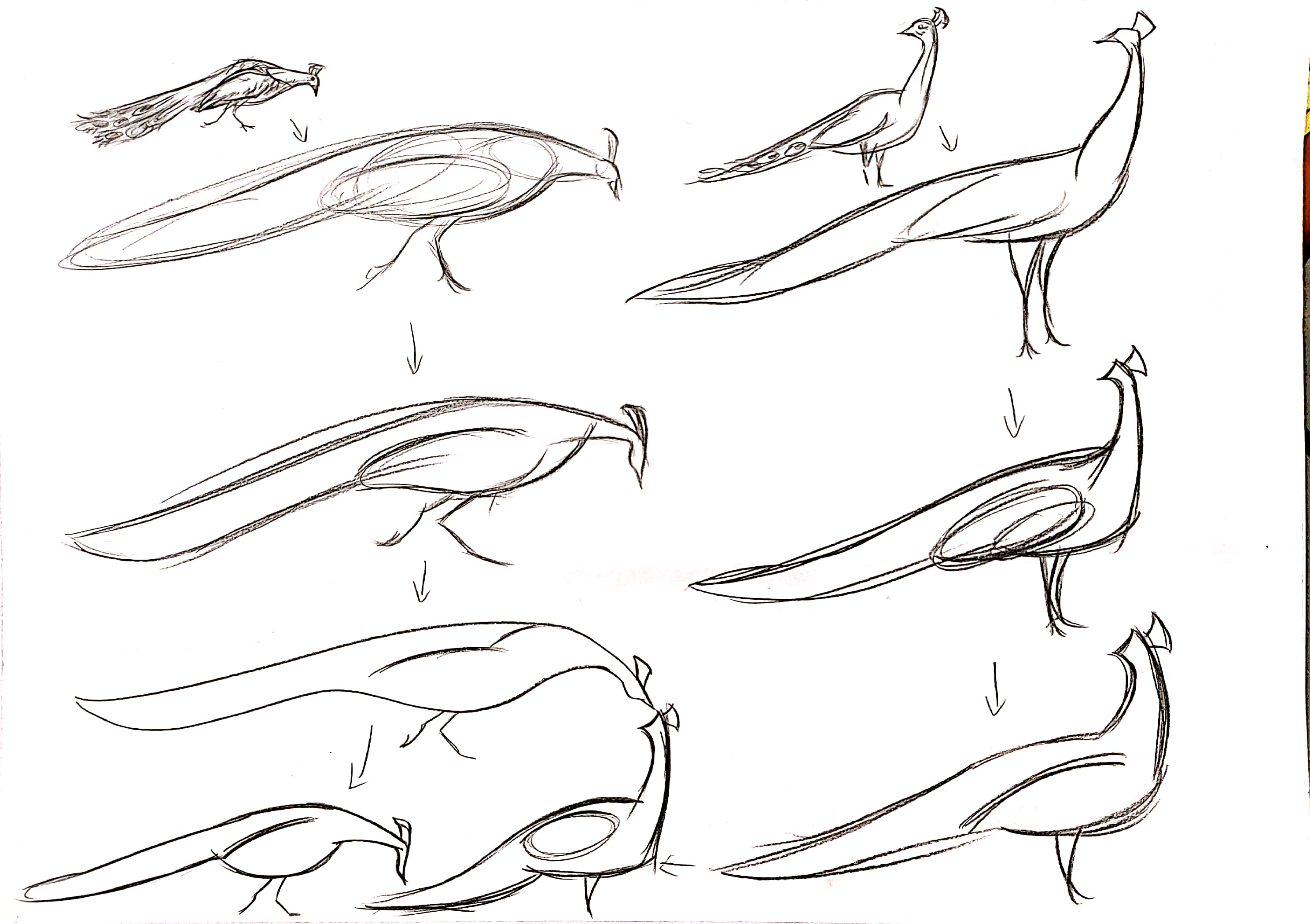 bionics，animal，modelling，household electrical appliances，