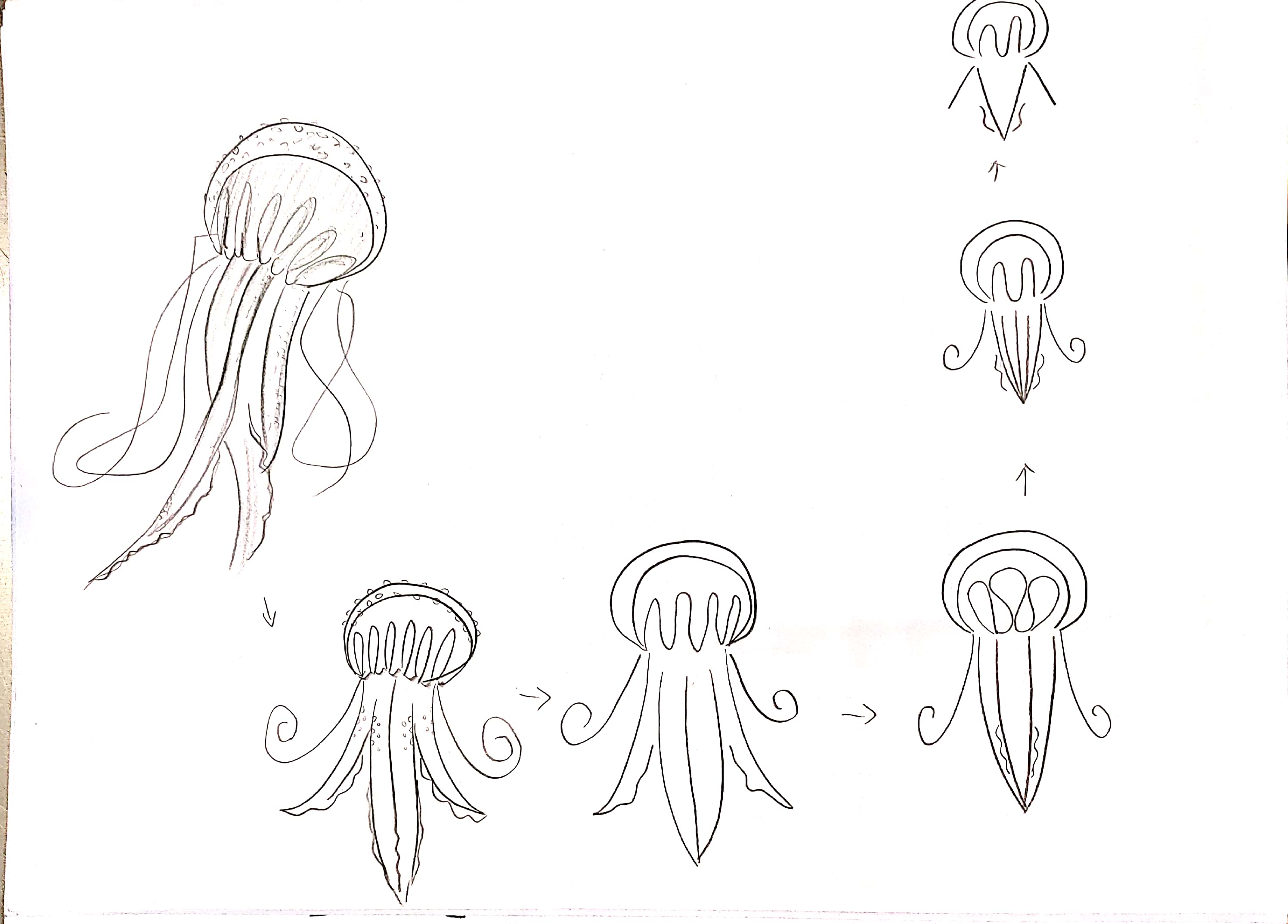 bionics，animal，modelling，household electrical appliances，