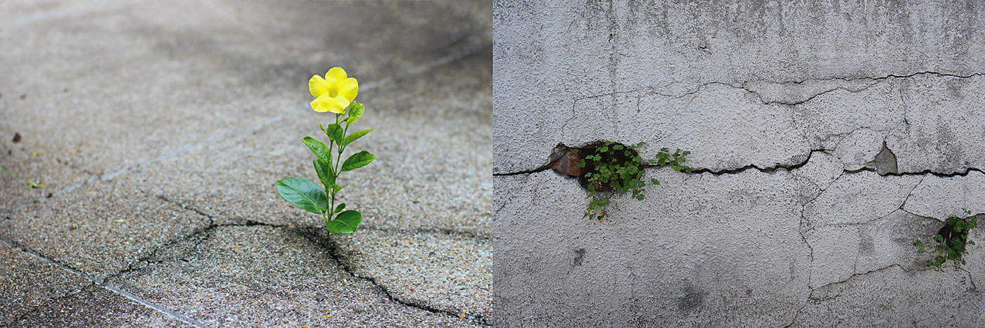 Worth-flower，书桌，花盆，充电器，