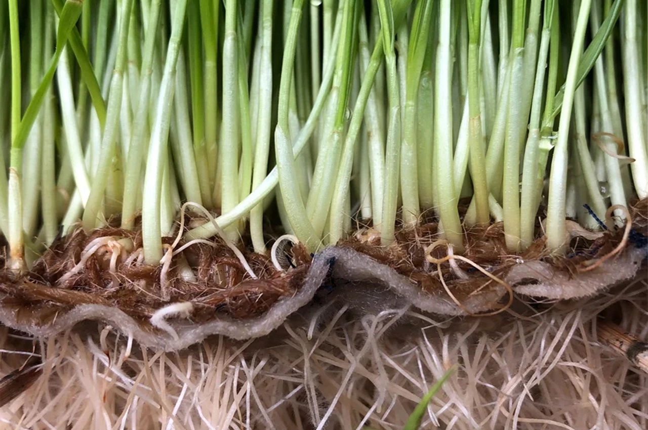 Architecture，natural，felt，